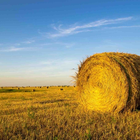 A hay bale on the right against a blue sky background with small hay bales in the background