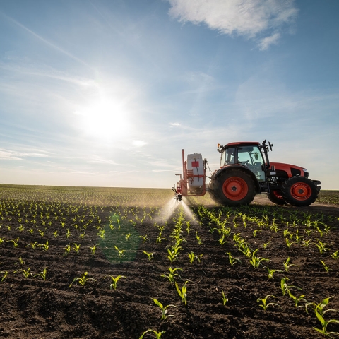 Tractor spraying young corn