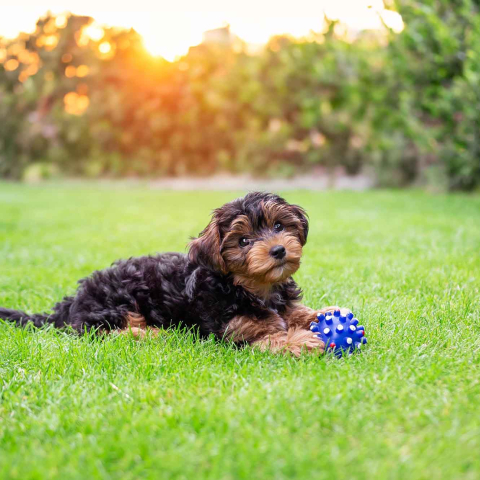 Puppy