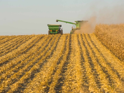 Corn harvest