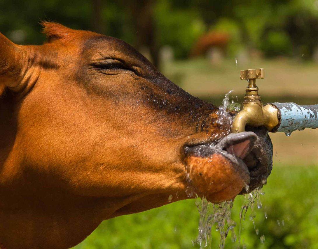 A cow drinking water